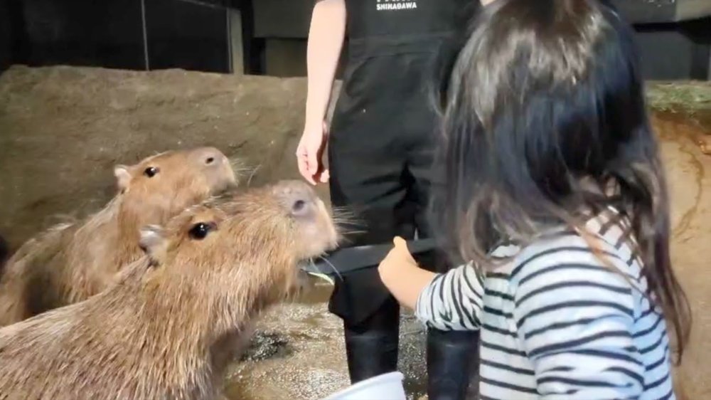 マクセルアクアパーク品川でカピバラに餌をあげる女の子