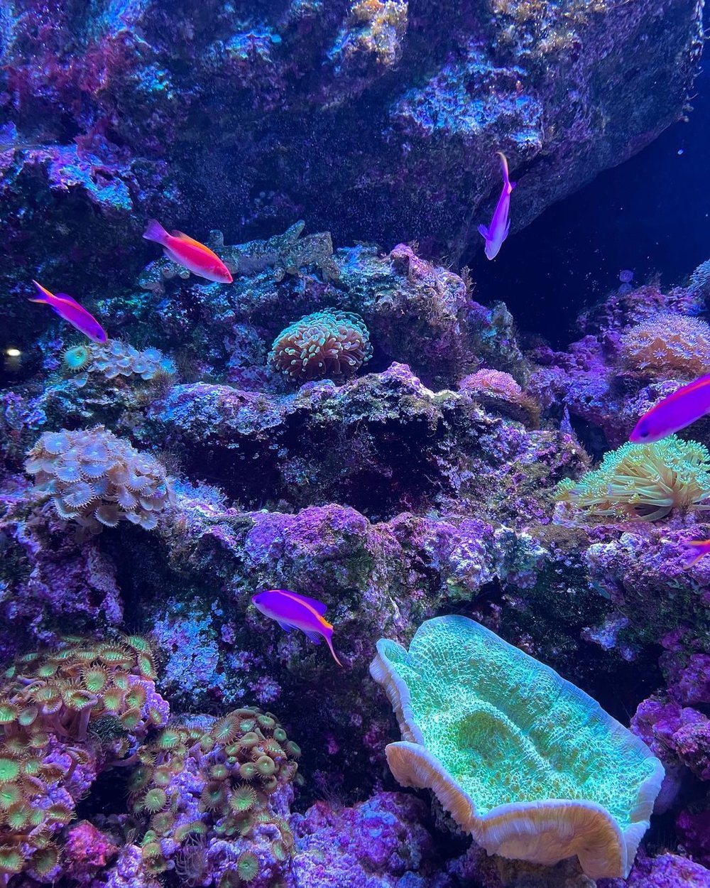 マクセルアクアパーク品川の水槽で泳ぐ魚