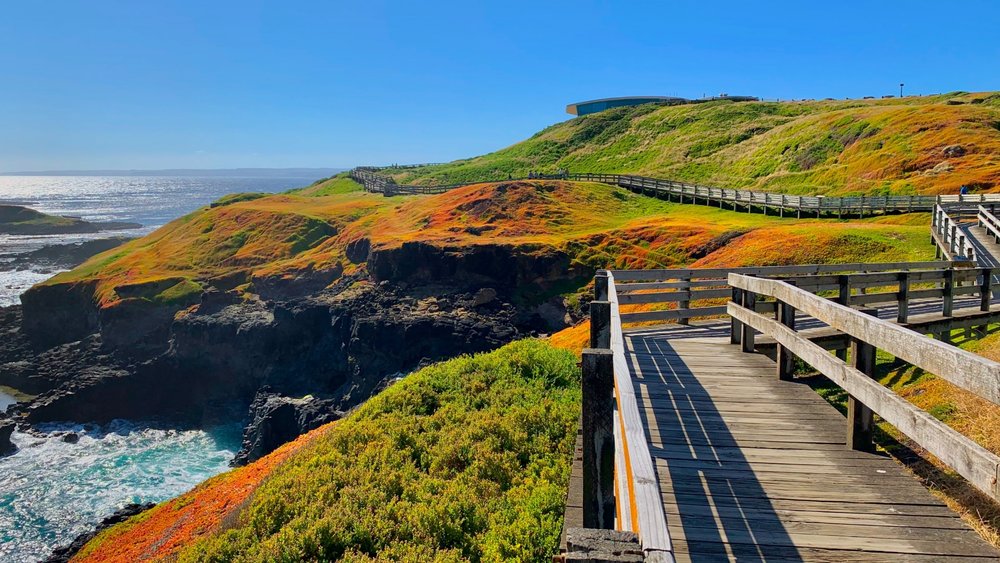 Phillip Island is a treat, no matter what season it is. Photo by Wee Ping Khoo on Unsplash 