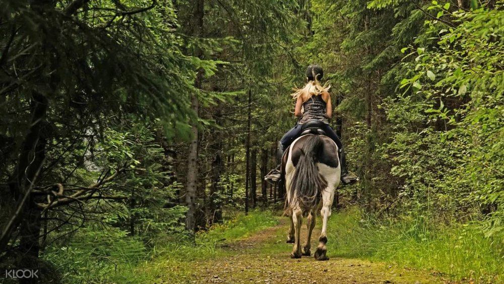  Explore the Mornington Peninsula on a horse! 