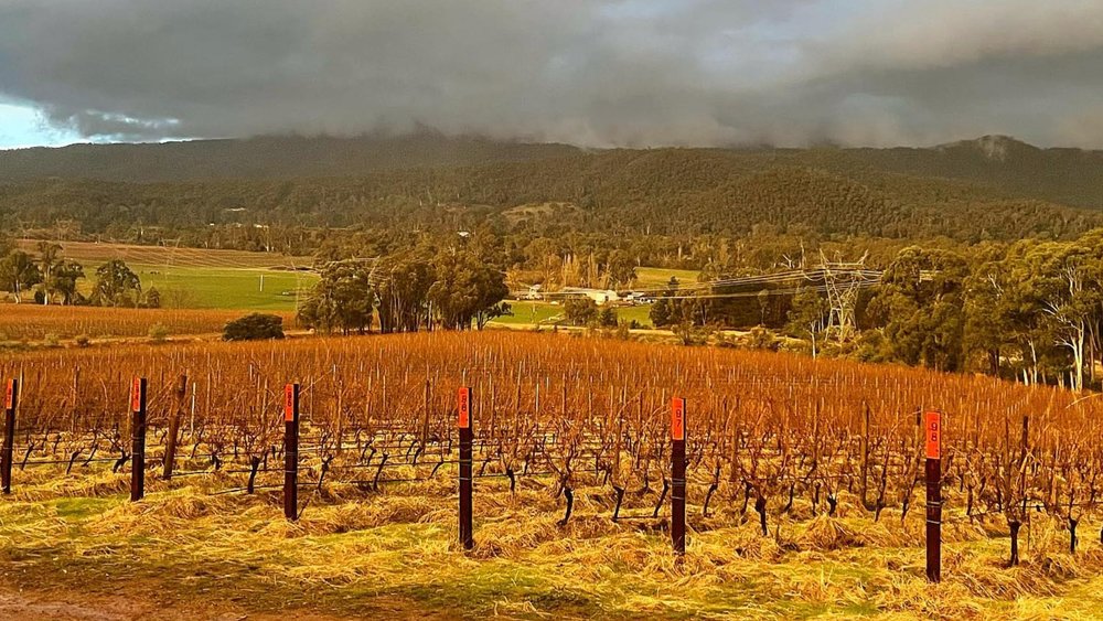 Find out why King Valley is dubbed as Little Italy. Credits: @pizziniwines
