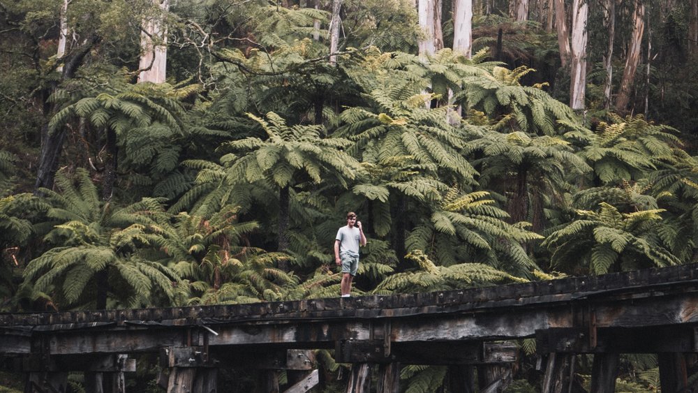 Reconnect with nature at Dandenong Ranges. Photo by Pat Whelen on Unsplash
