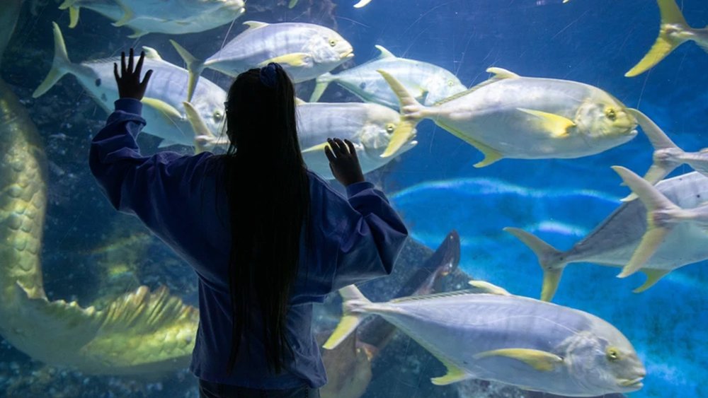 Explore the SEA LIFE Melbourne Aquarium, home of over 2,000 types of marine animals.