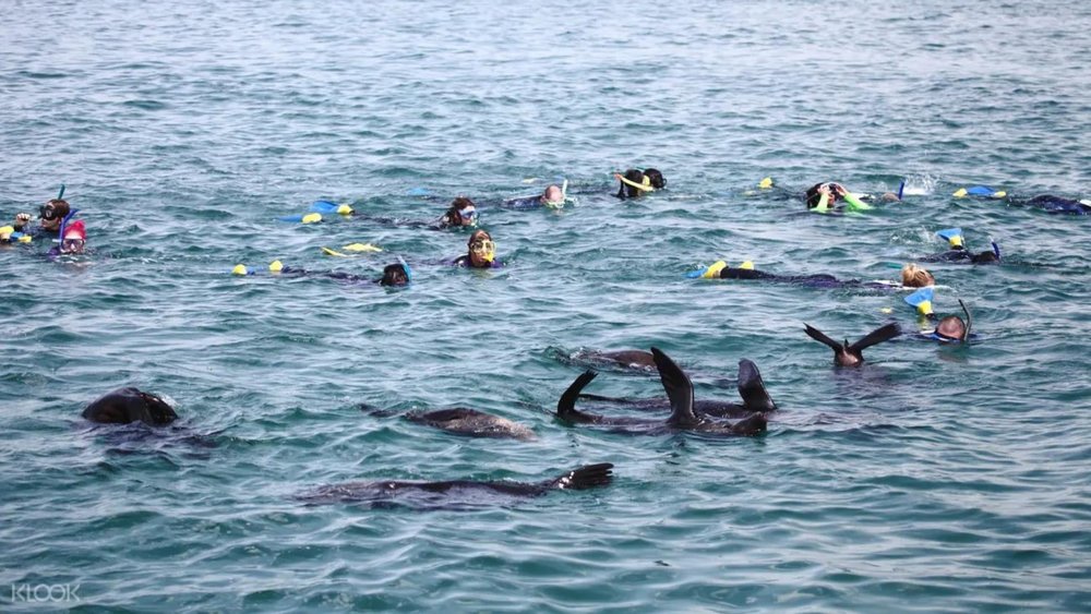 Wake up your inner mermaid or merman, and swim alongside dolphins and seals.