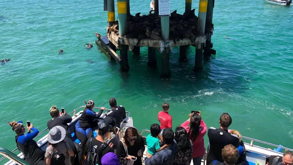 Say hello to a fur seal colony during your cruise.
