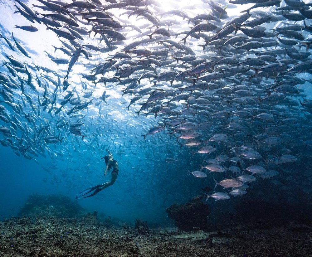 Pulau Sipadan best diving spot in Malaysia