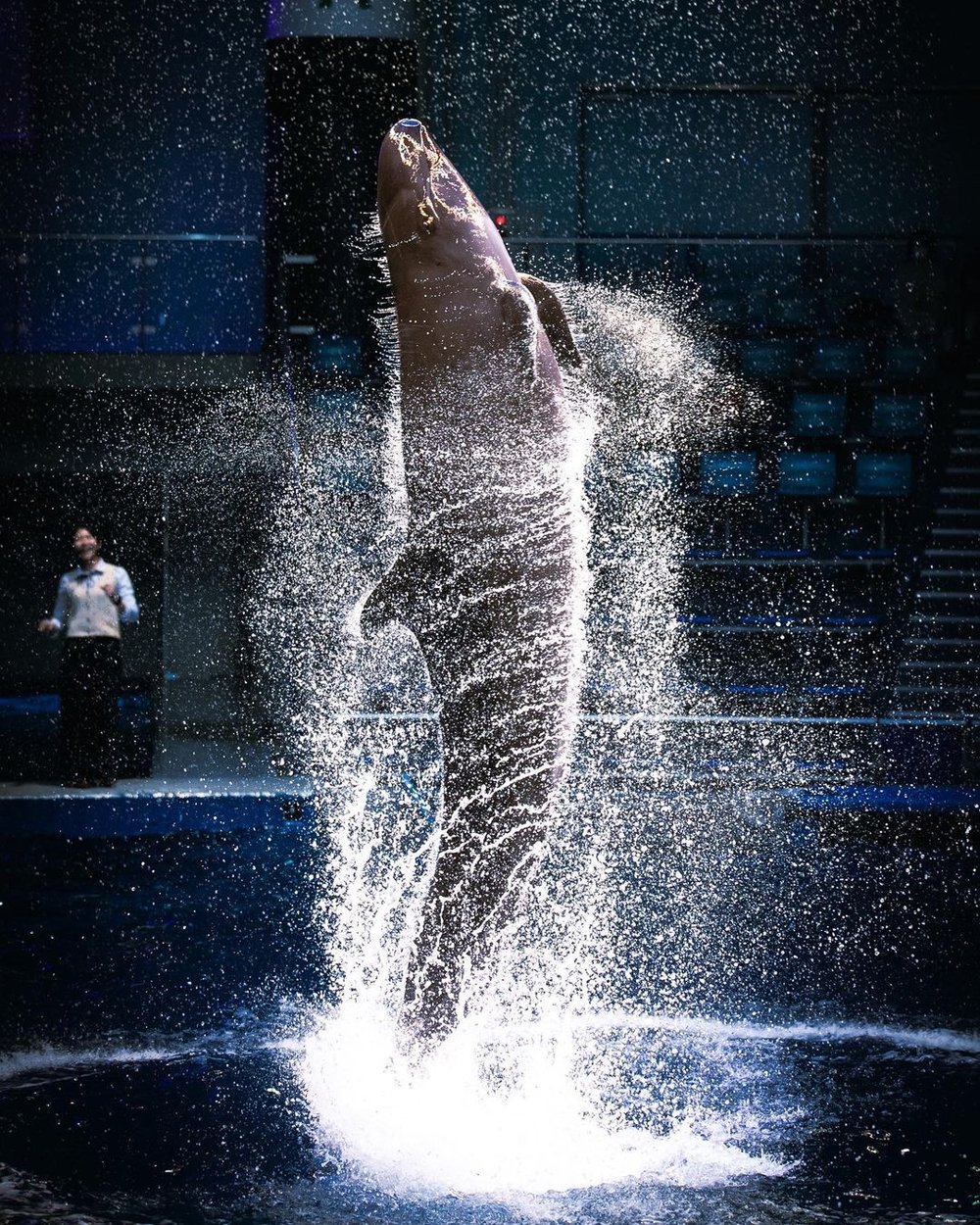 アクアパーク品川のイルカがショーでスピンをしている