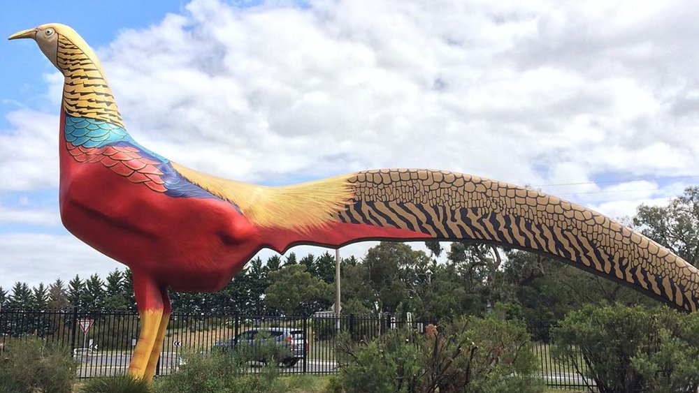 The Big Pheasant’s tail is longer than its height!  Image Credits: @snakes.plants.stuff