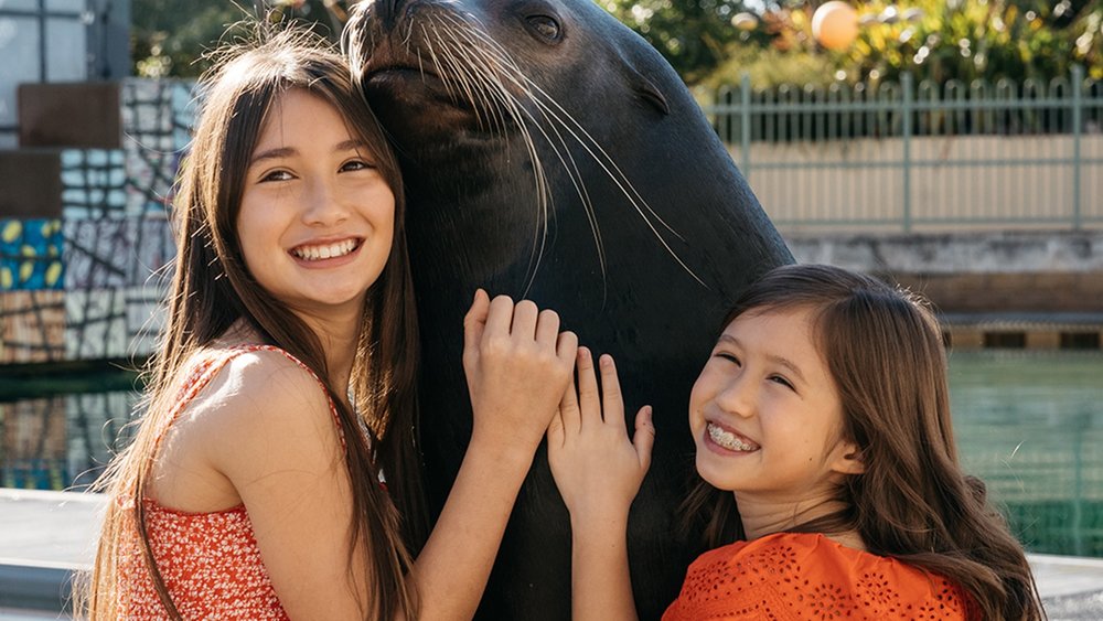Pat the adorable long-nosed fur seals or visit them at the Seal Harbour Image Credits: @seaworldaus