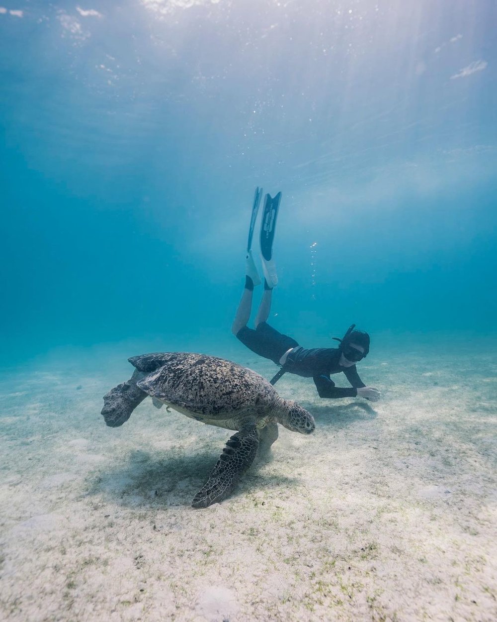pulau perhentian sea turtle snorkeling beach