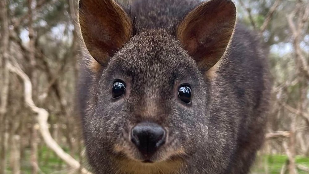 Just 50 minutes away from the Melbourne CBD, you can see adorable Pademelons at Moonlit Sanctuary Wildlife Park. Credit: moonlitsanctuary