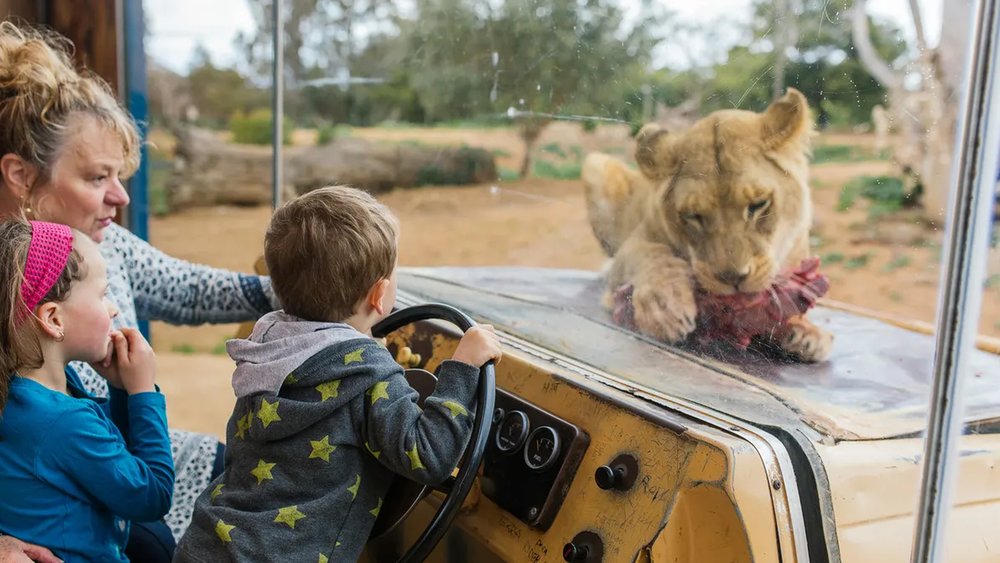 Feel like you’re in an African safari as you see majestic lions, servals, and other wild cats up close.