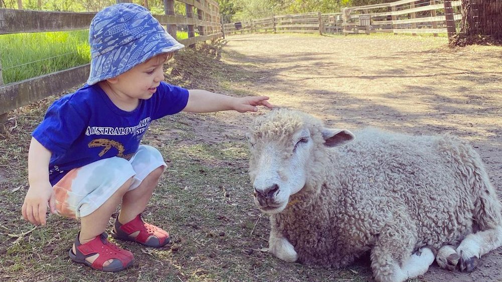 You can take a stroll, have a picnic, and pet sheep (along with other animals) at Collingwood. Credit: alanaktaylor