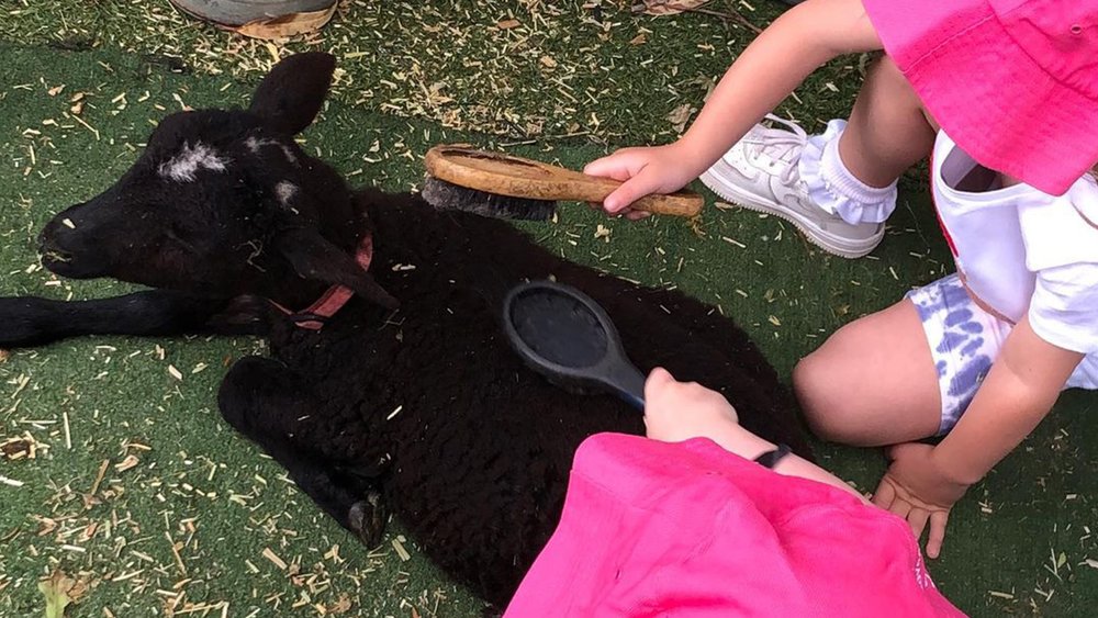 Kids can pet and pamper all sorts of animals, like this black sheep, at Myuna Farm. Credit: myunafarmmobileark