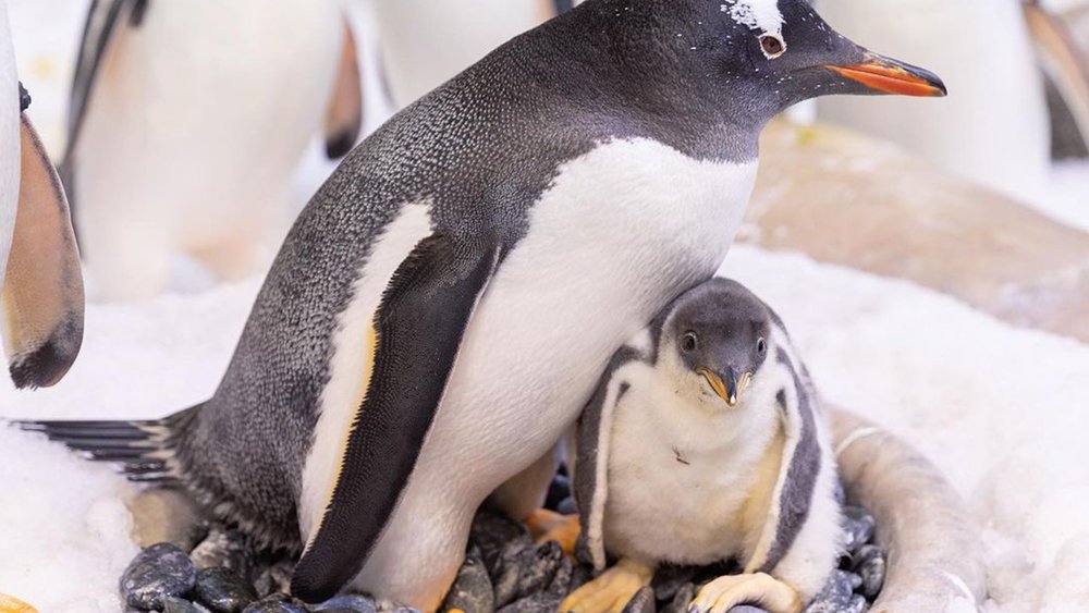 Besides hundreds of different fish species, you’ll also see adorable penguins at SEA LIFE Aquarium!