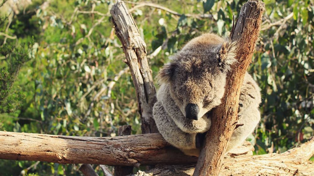 Aside from sleeping koalas, you can also see the most adorable little penguins at Phillip Island. Credit: averskandl