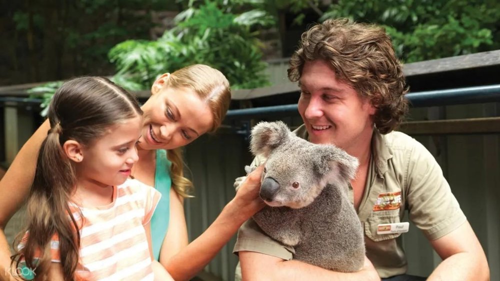 Befriend a cuddly koala at Hamilton Island.