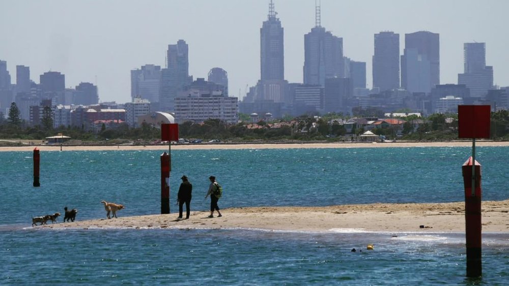 Take your paw pals with you when you visit Brighton Pier. Credits: @janinemargaret