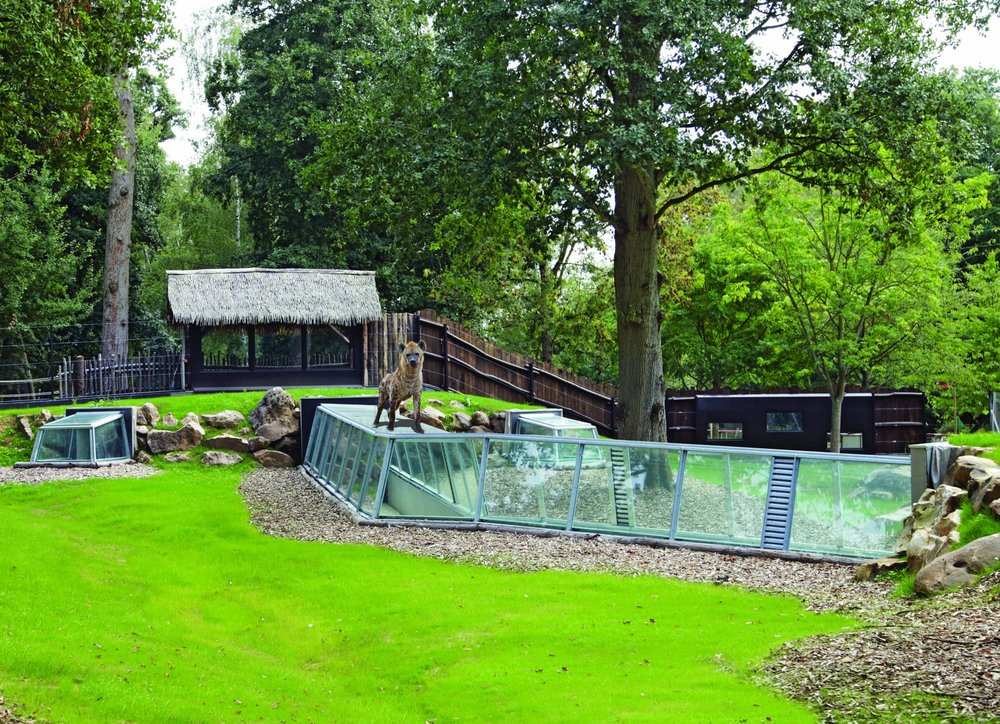 A wild animal at Thoiry ZooSafari