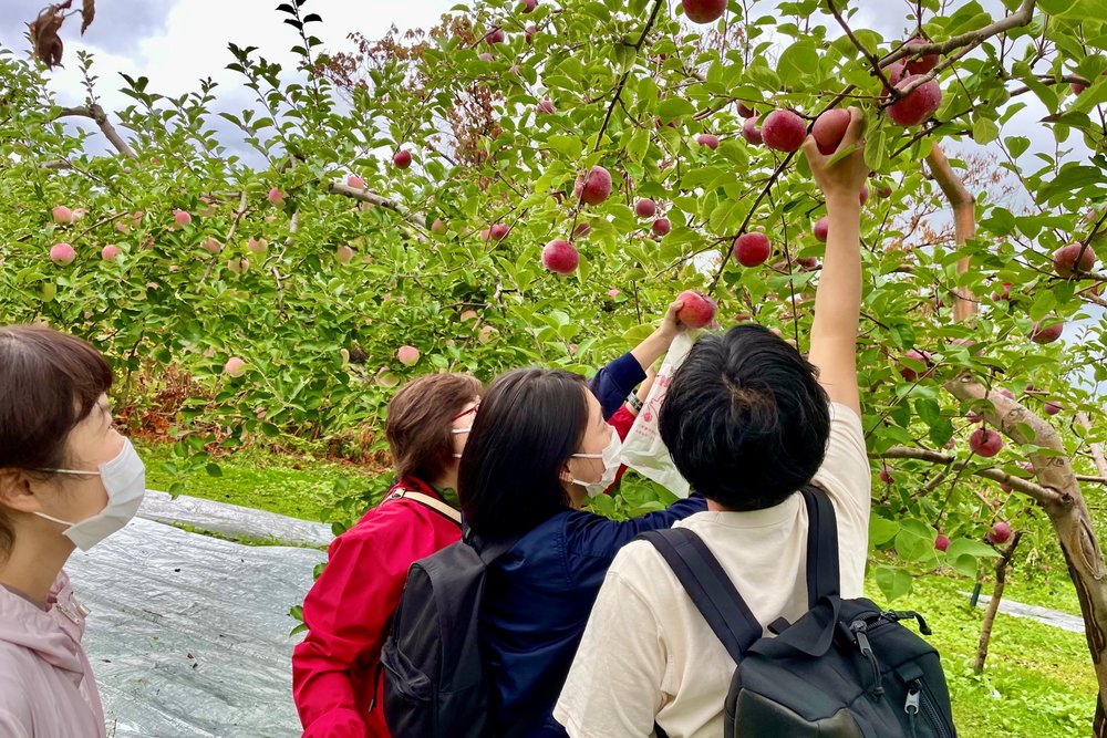 Mashike Fruit Picking Experience - Hokkaido, Japan Travel Guide