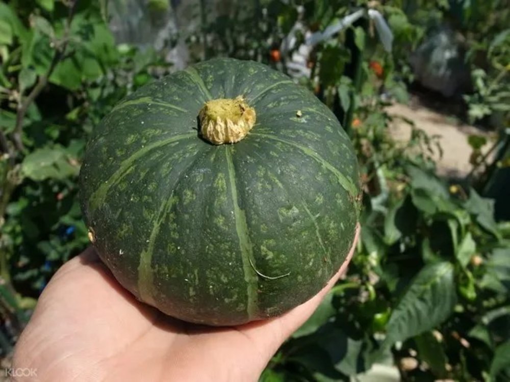 pumpkin harvesting hokkaido