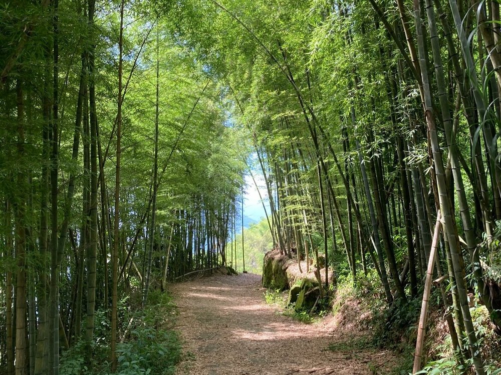 阿里山櫻花季：隙頂二延平步道 櫻花
