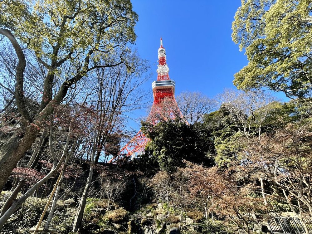 東京タワーと芝公園の樹木
