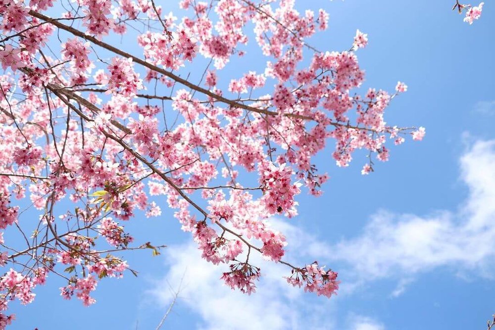 阿里山櫻花季：阿里山工作站