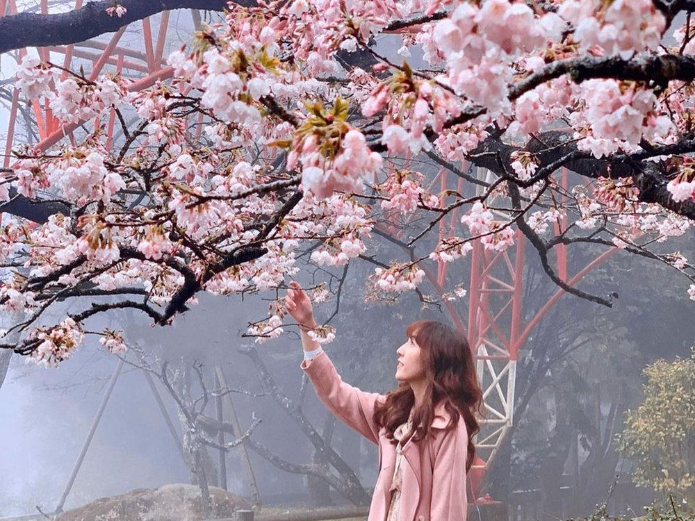 阿里山櫻花季：阿里山派出所