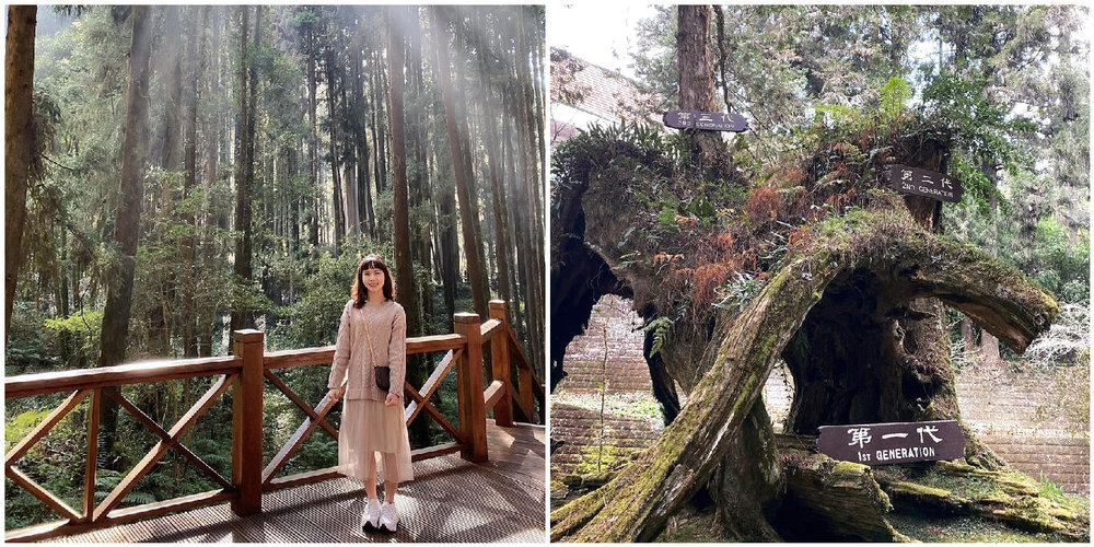 阿里山櫻花季：三代木