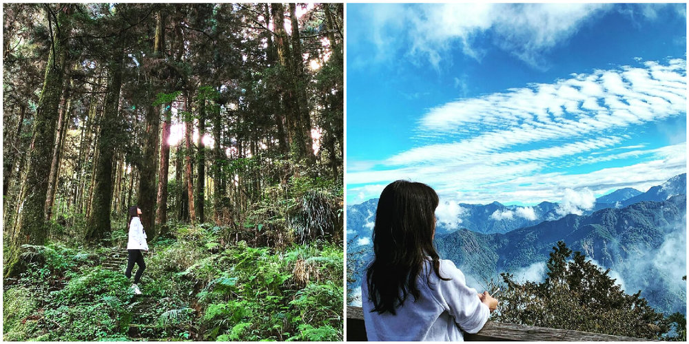 阿里山櫻花季：祝山觀日步道