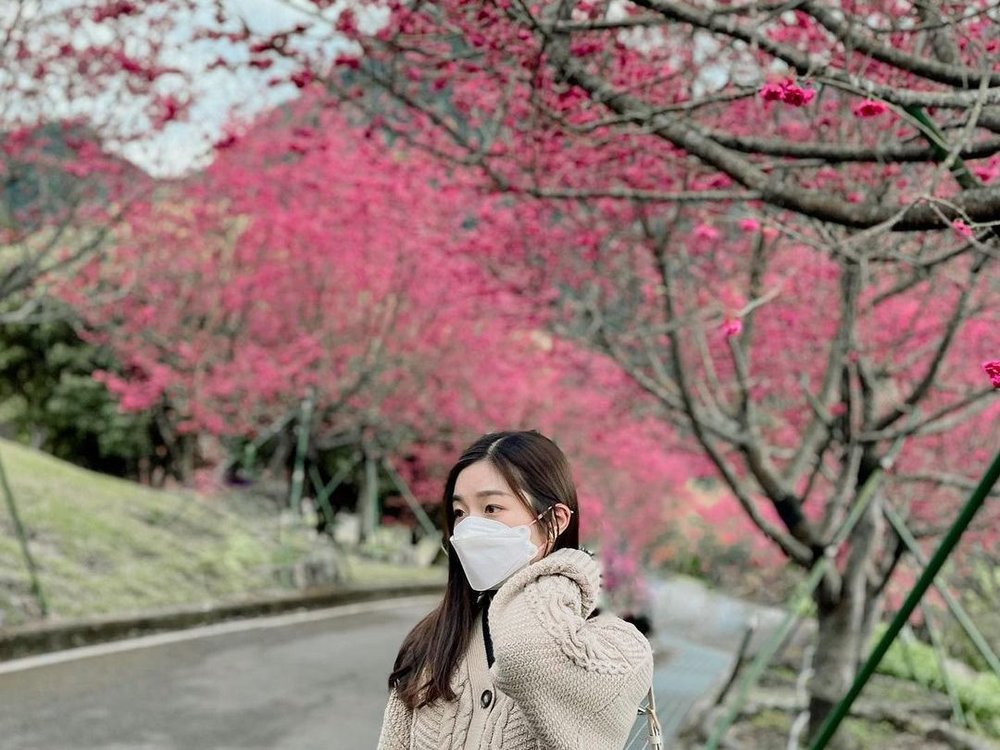 阿里山櫻花季：彌陀禪寺