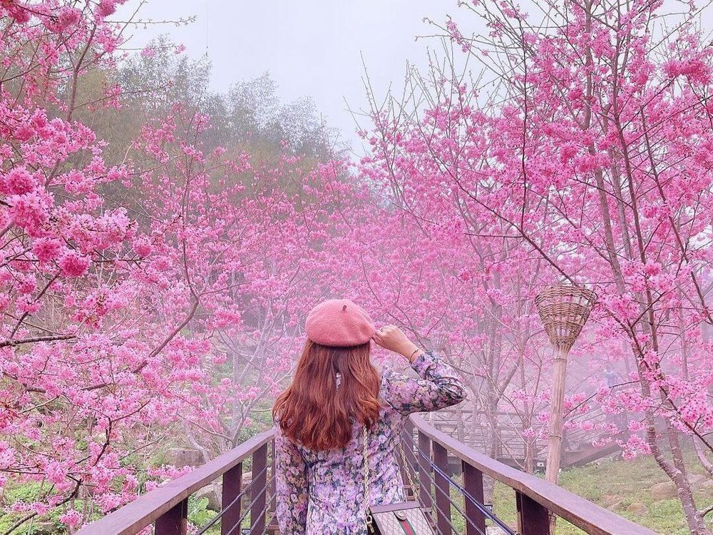 阿里山櫻花季：頂石棹櫻之道