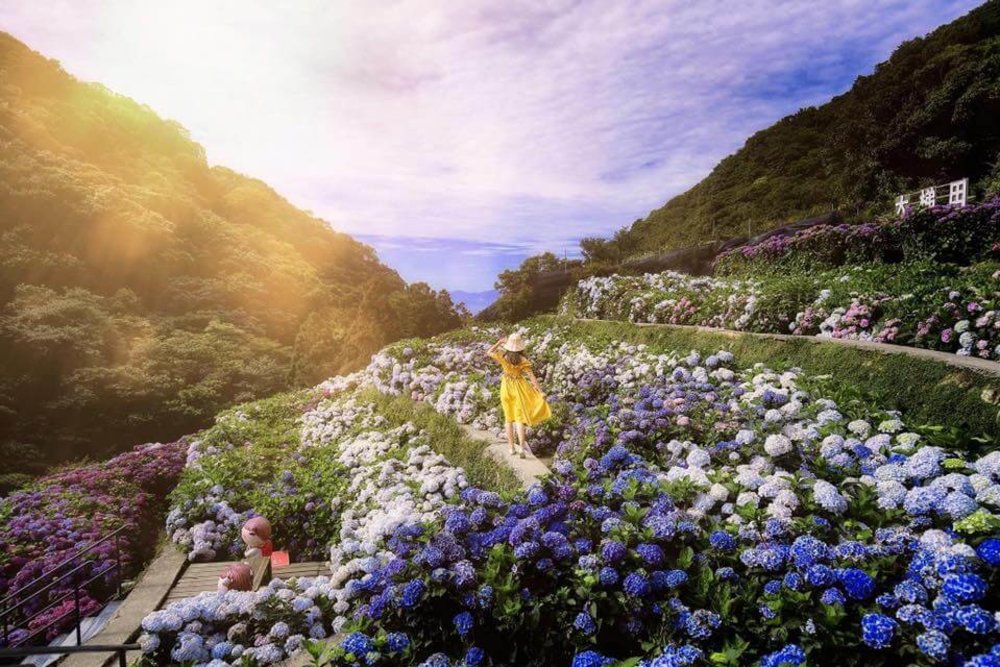 大梯田花卉生態農園繡球花