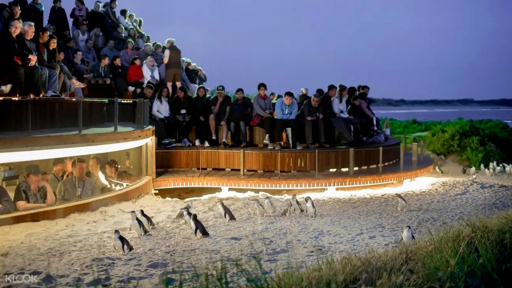 At Phillip Island Nature Park, you can choose to watch the parade from different viewing platforms.
