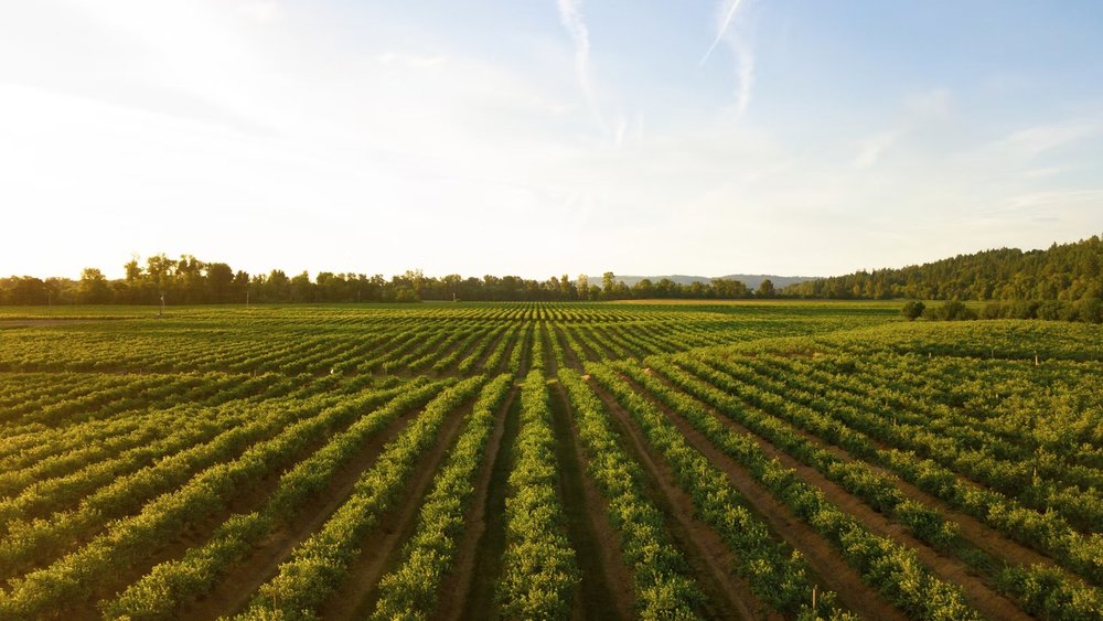 Agricultural lands such as vineyards make up more than half of Victoria Image Credits: Dan Meyers (@dmey503) on Unsplash