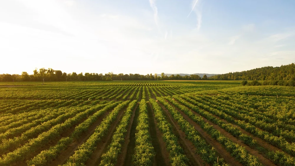 Agricultural lands such as vineyards make up more than half of Victoria Image Credits: Dan Meyers (@dmey503) on Unsplash