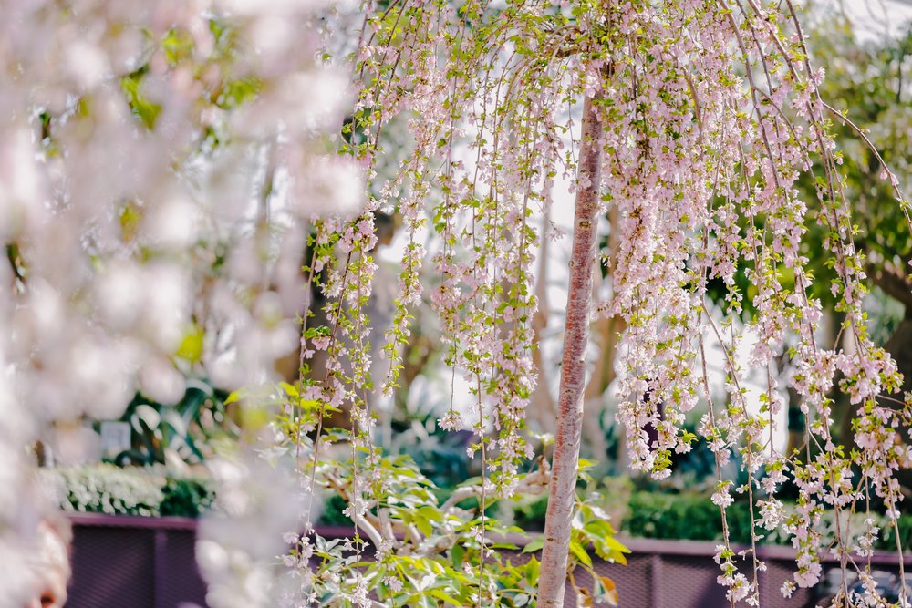 gardens by the bay sakura 