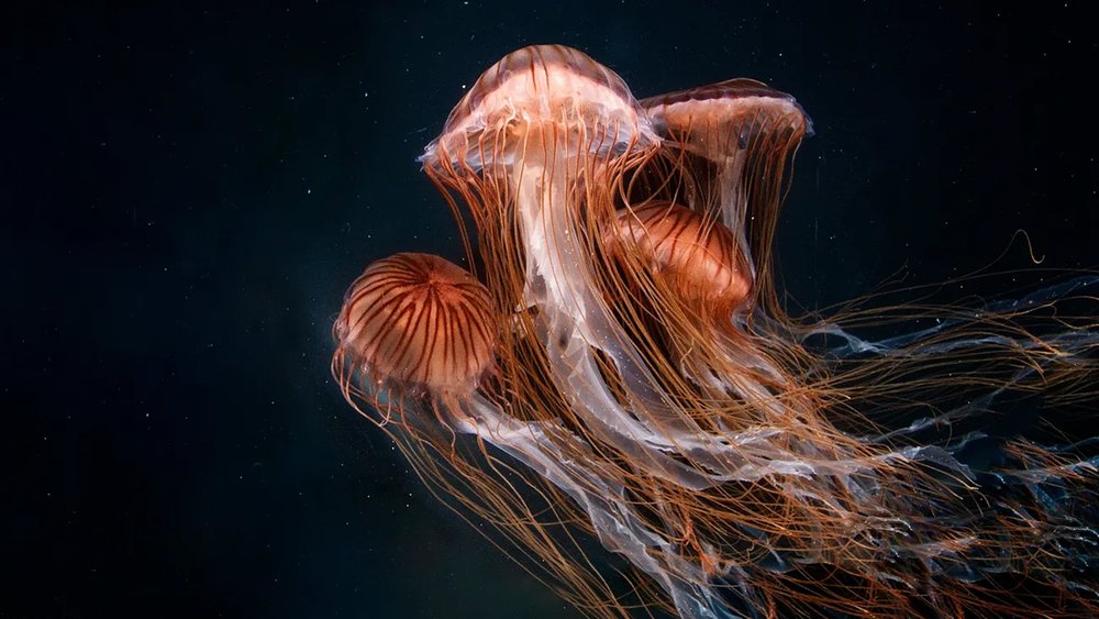 Learn all about jellyfish, like how 95% of their bodies are made up of water.