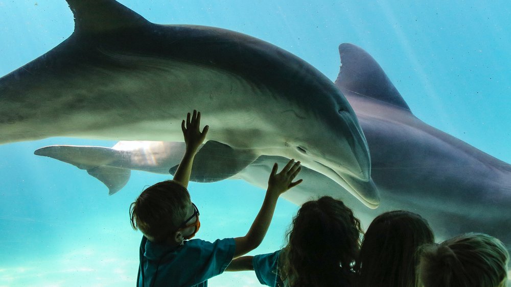 With around 3,000 sea creatures, kids will love seeing different creatures at every turn. Credit: Mick Haupt
