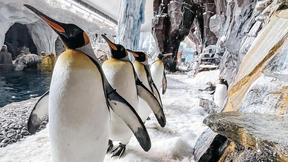 Admire six different species of penguin at SeaWorld. Credit:seaworldorlando