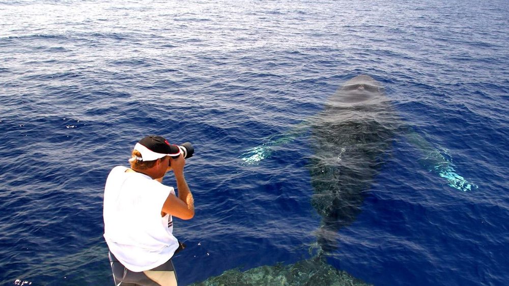 On this cruise, you’ll catch the marvellous humpback whales breed and nurse their young.