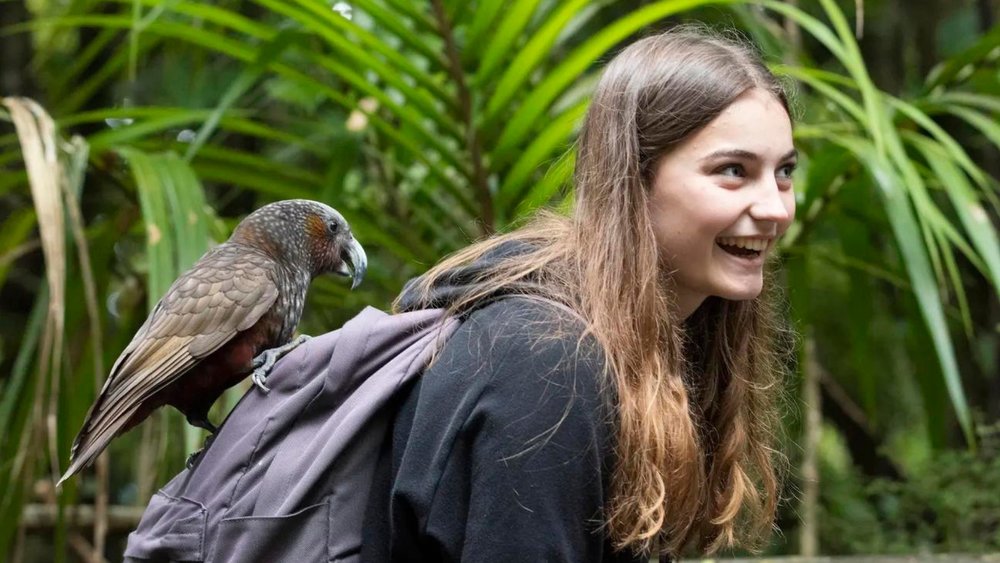 Feel closer to native birds at Kāpiti Island. 