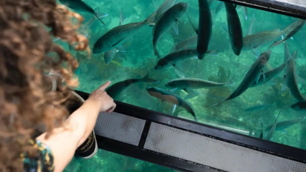 Enjoy the convenience of a glass-bottomed boat! 