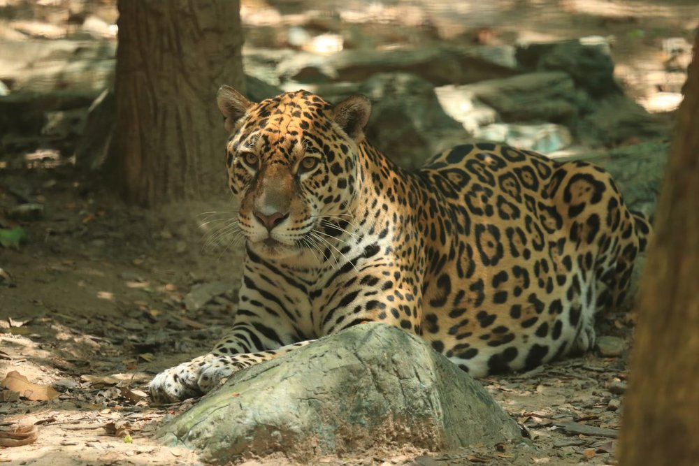 โซนเดินชมสัตว์ Jaguar Trail Zone 2