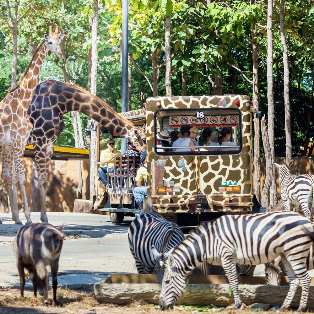 การนั่งรถชมสัตว์ Safari Tram