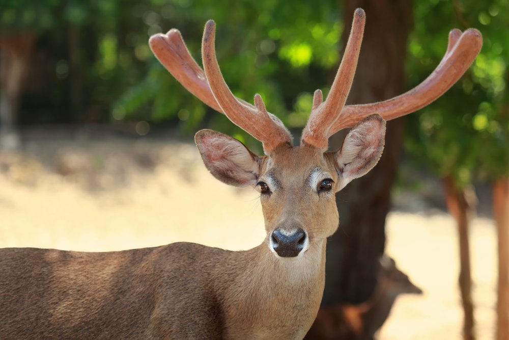 การนั่งรถชมสัตว์ Safari Tram 3