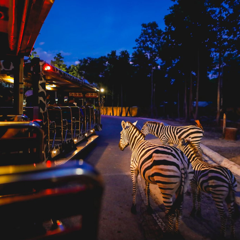 การนั่งรถชมสัตว์กลางคืน Night safari Tram Ride