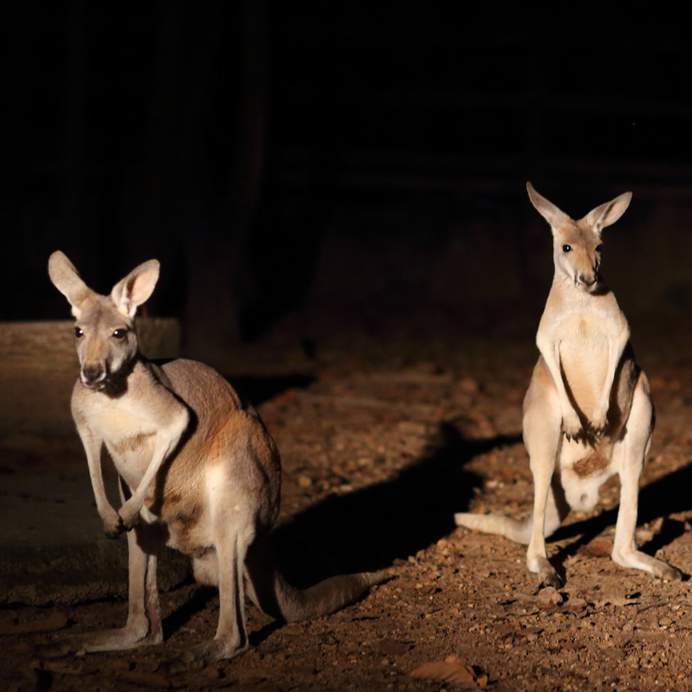 การนั่งรถชมสัตว์กลางคืน Night safari Tram Ride 2