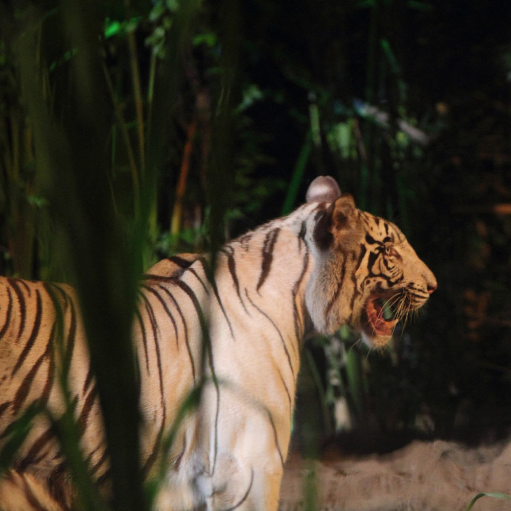 การนั่งรถชมสัตว์กลางคืน Night safari Tram Ride 3